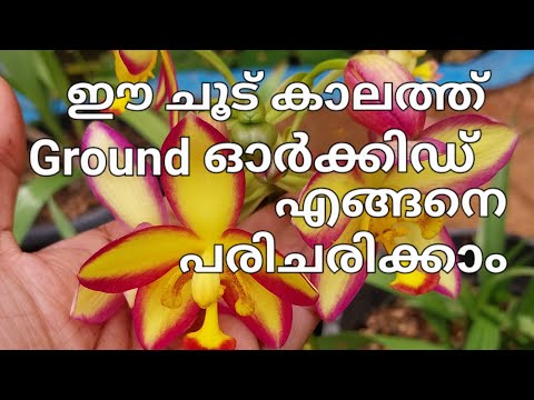 Ground Orchid Care.#groundorchid #groundorchidcare #latest