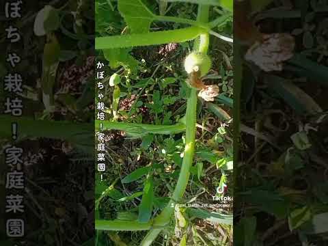 北海道かぼちゃ 植物