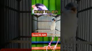 Download lagu kenari gacor isian mewah|full bren cigun #kenari #viral #birdsounds #burungkicau #kenarigacor mp3
