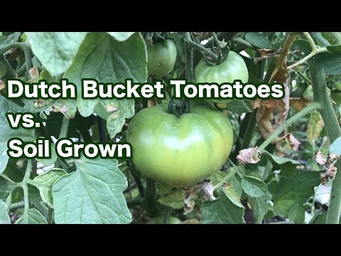Hydroponic tomatoes vs. soil grown tomatoes and a garden tour — part 1