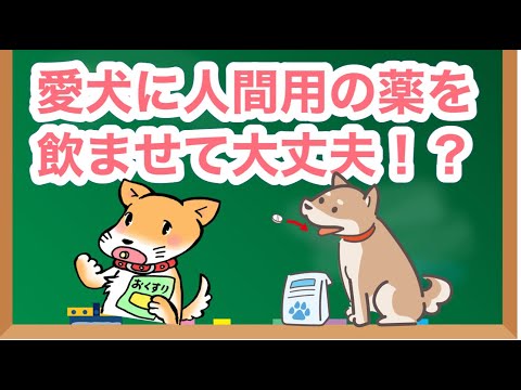 犬への使用が禁止されている人間用の医薬品10種類