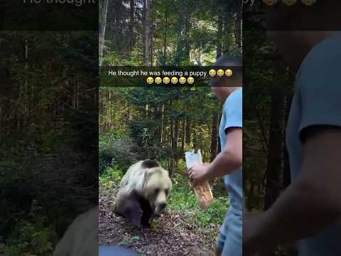Bear Attacks Man Who Tried to Feed it!#animalstories #bear #attack#animals#wildlife