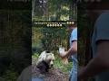 Bear Attacks Man Who Tried To Feed It Animalstories Bear Attack Animals Wildlife