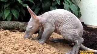 Baby Aardvark and Mom at Brookfield Zoo