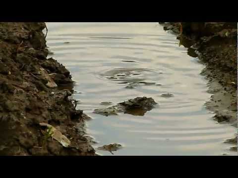 Bombina variegata IV: Sargahasu unka - Izvoras cu burta galbena - Yellow-bellied toad