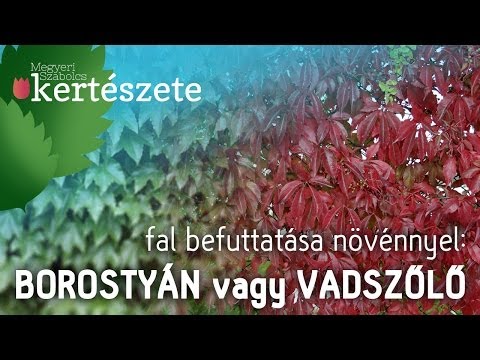 Vadszőlő vagy borostyán? - Fal befuttatása növénnyel - Megyeri Szabolcs Kertészet Szarvas