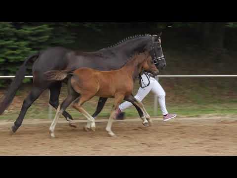 Auktionsfohlen Nr 68 HF v. Dance Star AT – Kennedy