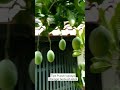 Pupuk untuk mangga agar berbuah lebat