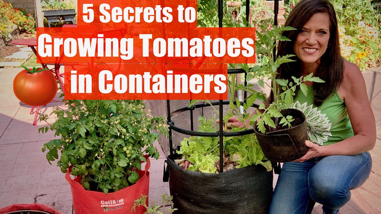 5 Secrets to Grow LOTS of Tomatoes in Containers / Container Garden Series #1🍅🍅🍅