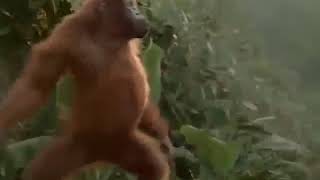 Download lagu Lucu bahasa jawa arkam mp3 Download lagu Lucu bahasa jawa arkam mp3