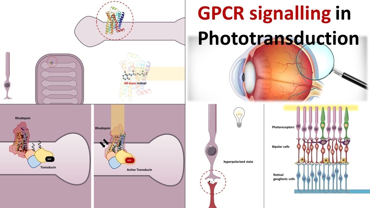G protein signalling pathway underlying photo-transduction