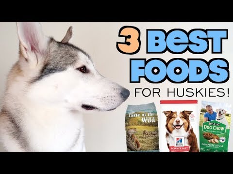 download lagu mp3 mp4 Best Dog Food For Husky Philippines, download lagu Best Dog Food For Husky Philippines gratis, unduh video klip Best Dog Food For Husky Philippines