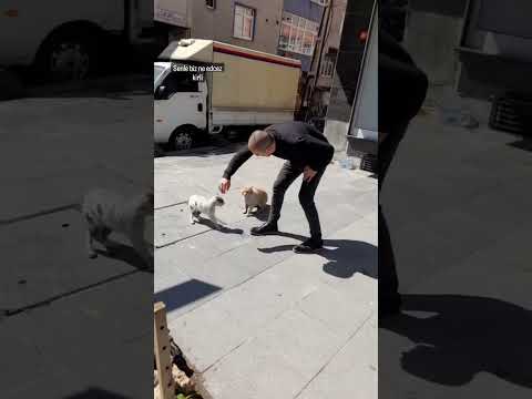 Turkish Man Breaks Up Fight Between Cats 😂