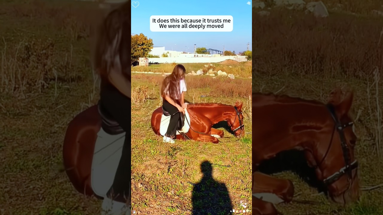 Heartwarming Horse Moments to Heal Your Soul#Heartwarming #Horses #HealingMoments #NatureBeauty