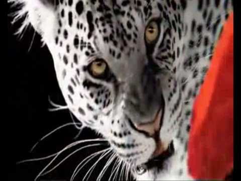 - TRICKY SANTINI - FOREVER MORE -VIDEO REMIX