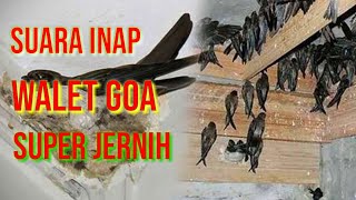 Download lagu SUARA INAP WALET TERBAIK GOA mp3 Download lagu SUARA INAP WALET TERBAIK GOA mp3