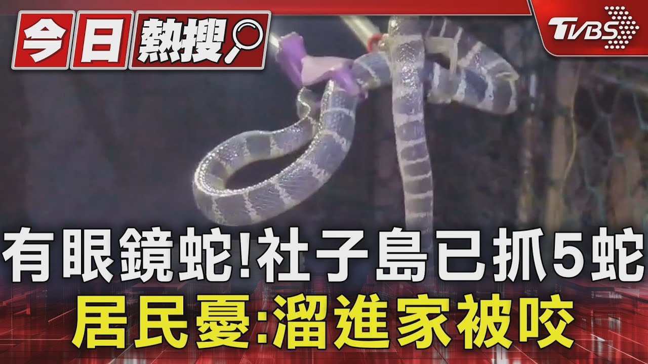 有眼鏡蛇！　社子島已抓5蛇　居民憂：溜進家被咬