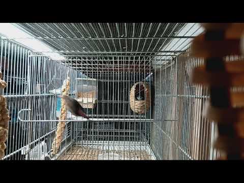 Modráčik bengálsky (Uraeginthus bengalus) — spev samca, séria 4–6 vysokofrekvenčných tónov s posledným burry tónom, červená usnová škvrna viditeľná