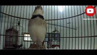 Download lagu Mongolian Lark Masteran Viral Jarang Kicau Mania Miliki..... #masteran #muraibatu #mongoliagacor mp3 Download lagu Mongolian Lark Masteran Viral Jarang Kicau Mania Miliki..... #masteran #muraibatu #mongoliagacor mp3