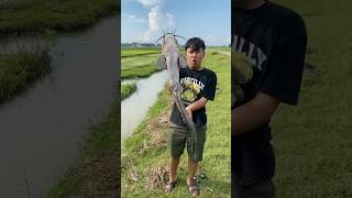 Download lagu Fishing in the Swamps and Catching a Monster Catfish #fishing #fishingmania #wildfishing #swamps ... mp3 Download lagu Fishing in the Swamps and Catching a Monster Catfish #fishing #fishingmania #wildfishing #swamps ... mp3