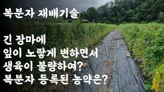 복분자 재배기술 / 복분자에 등록된 농약? / 긴 장마에 잎이 노랗게 변하면서 생육이 불량?