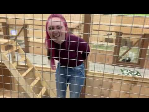 Ржачные животные в зоопарке