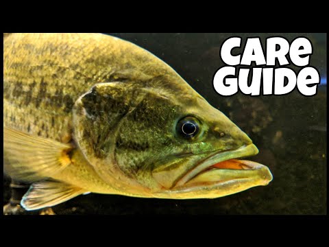 How To Raise Pet Bass! Largemouth Bass Aquarium!