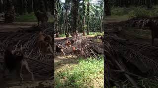 Download lagu pest control berburu monyet #wildlife #anjingpemburu #animals #hewanbesar mp3