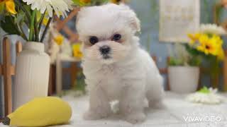 ハーフ犬の動画01