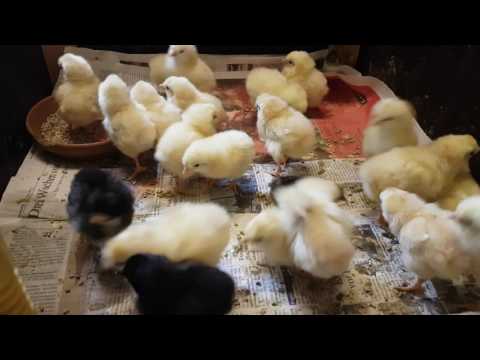 Küken bekommen zum 1. Mal Würmer! | Sulmtaler, Chabo, Augsburger
