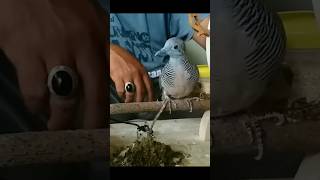 Download lagu Burung perkutut katuranggan Wisnu murti dan Sri tumpuk #shorts mp3 Download lagu Burung perkutut katuranggan Wisnu murti dan Sri tumpuk #shorts mp3