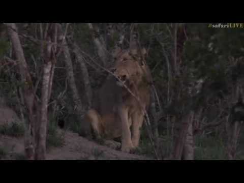 SouthAfricaDjAraCheChiPMSafariLIVE 2 Jan 2017 Tsalala young lions part 2