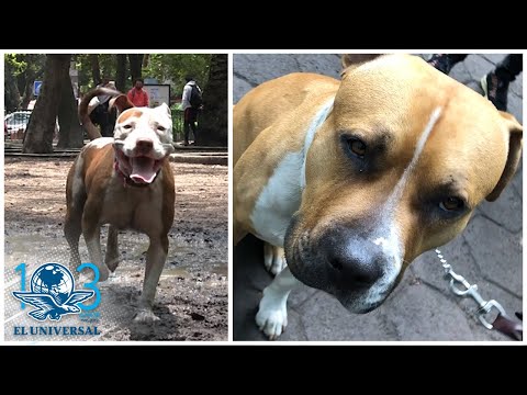 Mitos y realidades de los Pitbull