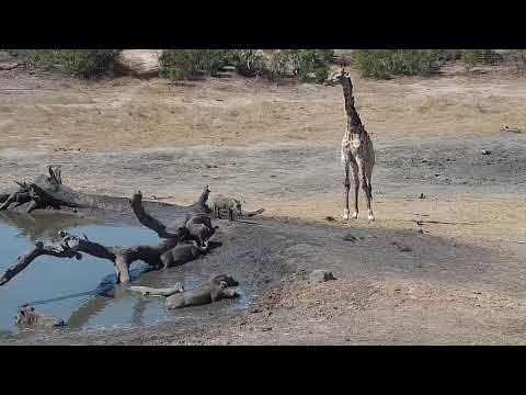 Djuma: Giraffe, Warthogs and Hippo - 14:12 - 10/06/19