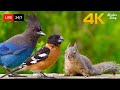 24 7 LIVE Cat TV For Cats To Watch The Cutest Birds And Squirrels 4K HDR Cat Games