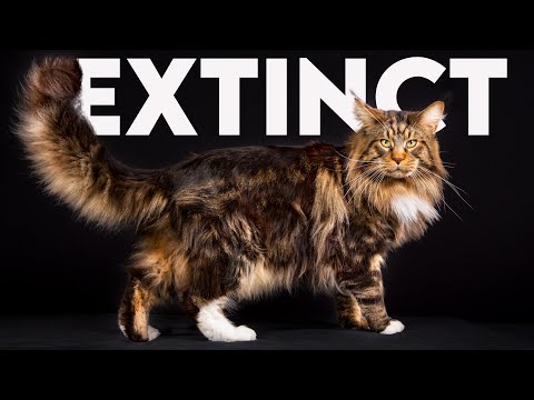 Crazy Things About Maine Coon Cats You Need To Know