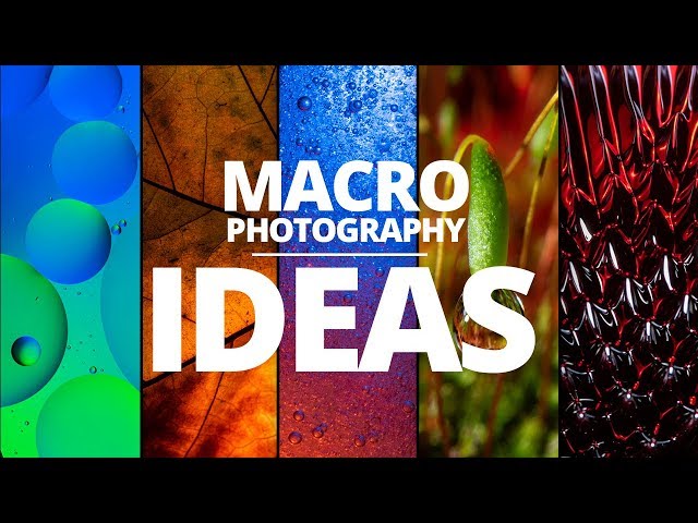 5 macro photography ideas you can try at home
