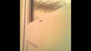 Television Personalities - The Good Anarchist (Album Version)