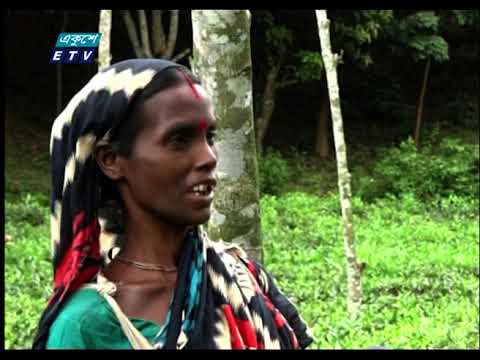 ন্যায্য মুজুরি পাচ্ছে না চট্টগ্রামের চা শ্রমিকরা