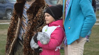 Nyulak vágtáztak a somogysárdi focipályán