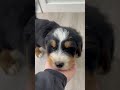 Mini Bernedoodle dogs for sale: Diesel - Video 1
