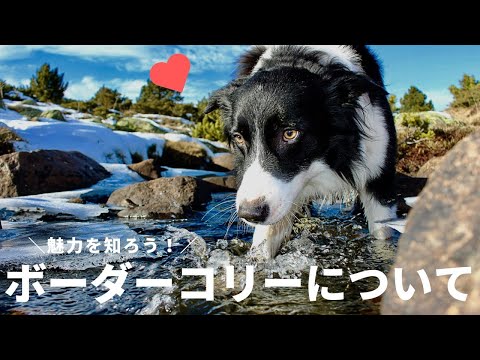 園芸 ボーダーコリー、牧羊犬