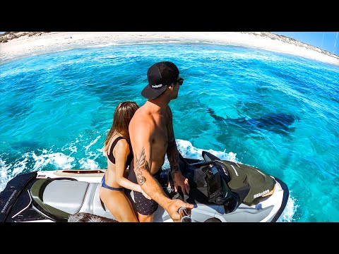 Baby Turtles, Swimming With TIGER SHARK & Close Call With The DEADLIEST Fish In The Sea - Ep 160