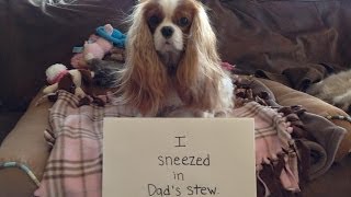 Cavalier Army Looking back at the year 2013