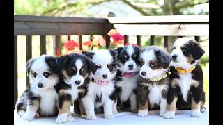 Video preview image #1 Miniature Australian Shepherd Puppy For Sale in REBERSBURG, PA, USA