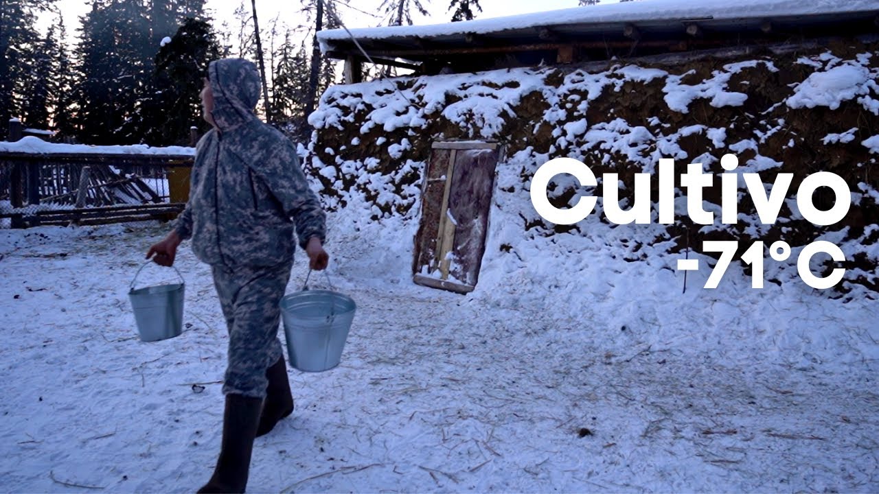 Cultivo a -71°C | Yakutia