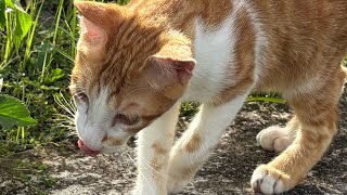 「Akira江西南癒しの猫」正在直播！#貓動画#可愛い猫 #cat 