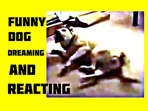 Funny Dog : Most Funny Animal Video