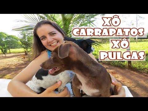 Acabe com pulgas e carrapatos do seu bichinho naturalmente