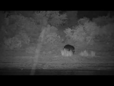 Djuma: One Hippo by dam wall, another goes  out of water for short time - 21:10 - 10/30/2023